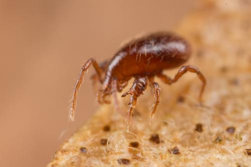 Réf. 247 451 : Pergamasus diversus